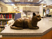 Library Cat 5
